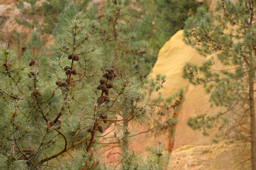 Pine tree with cones at the ochre mine, Roussillon, Vaucluse, Provence-Alpes-Côte d'Azur, France