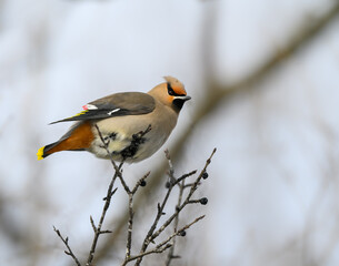 Naklejka premium Bohemian Waxwing Sitting on Tree Branch in Winter, Closeup Portrait