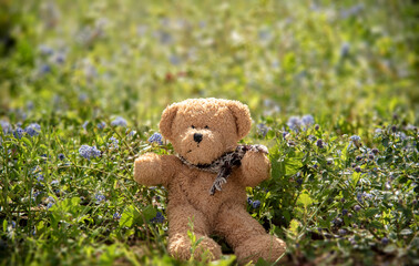Teddy bear in the grass