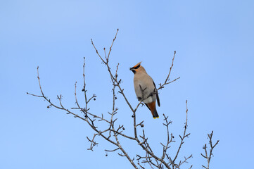 Bohemian Waxwing Sitting on Tree Branch and Eating Berries in Winter  on Blue Sky