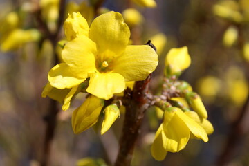 Yellow flower burst