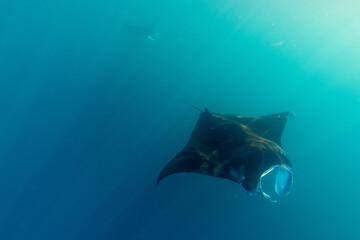 raie manta - nuku hiva - iles marquises - polynesie francaise