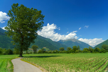 Fototapeta na wymiar Summer landscape along the Sentiero della Valtellina, cycleway