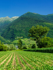 Vineyards along the Sentiero della Valtellina, Italy, from the cycleway