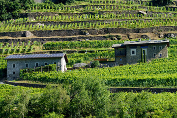 Vineyards along the Sentiero della Valtellina, Italy, from the cycleway