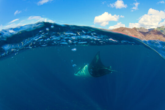 raie manta - nuku hiva - iles marquises - polynesie francaise
