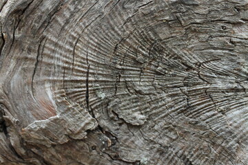 wood texture