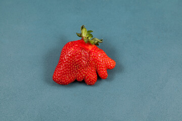 Deformed strawberry abnormal shape on blue background, close-up. Ugly fruits and vegetables can be...
