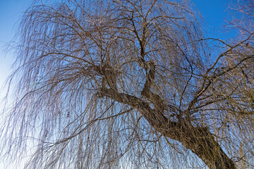 Trauerweide im Winter