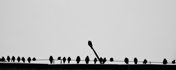 Silhouettes of a group of jackdaws sitting on a wire on the roof of a house in winter.