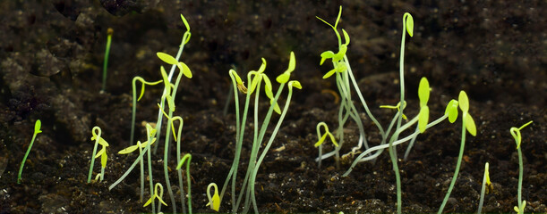 Green sprouts growing from ground. New life concept. Spring time. Growing celery.