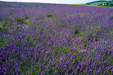 Naklejka premium paisagens rurais de Hokkaido.