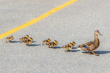 A mother duck leading her babies across a road on a bright sunny day. Yellow line in the center of...