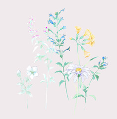 Fototapeta na wymiar Flowers watercolor illustration.Manual composition.Big Set watercolor elements，Design for textile, wallpapers，Element for design,Greeting card