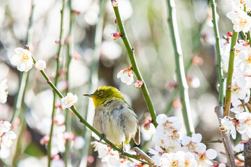 白梅とメジロ