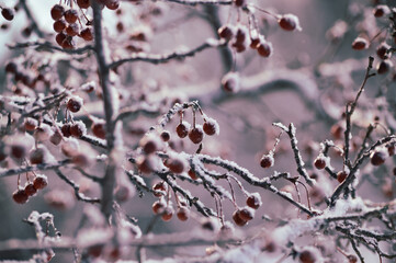 Arrière plan de fruits sauvages