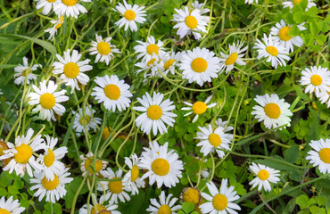 Daisies growing wild in the grass. Beautiful white wildflowers with yellow centers.