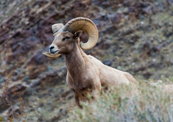 Obraz premium The Endangered Peninsular Bighorn of Borrego Springs