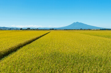 【青森県岩木山麓】岩木山と刈り取り直前の水田の風景