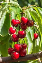 closeup of ripe organic Stella cherries hanging on cherry tree branch with blurred background