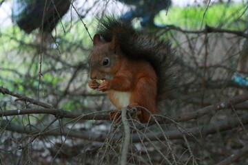 squirrel in the park