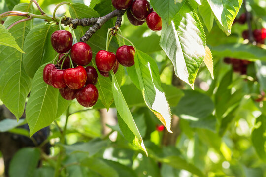 ripe stella cherries hanging on cherry tree branch with blurred background and copy space