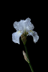 White iris flower isolated on black background