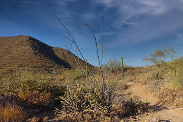 This is one of many scenic views  from the Overlook Trail at Adero Canyon Trailhead in Fountain Hills, Arizona.