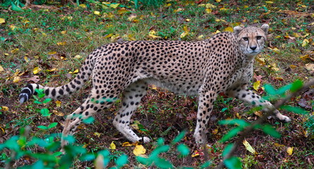 cheetah