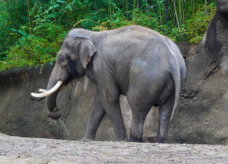 Fototapeta premium elephant