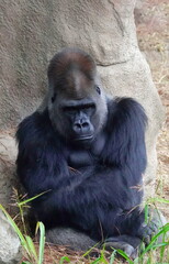 gorilla