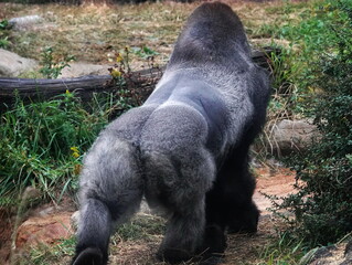 gorilla © james