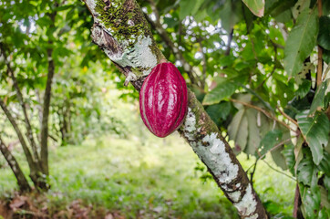 Costa Rica Cacao Tree and Fruit