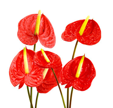 Red anturium