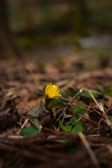 早春に黄色い花を咲かせる福寿草