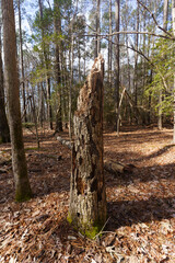Tree stump