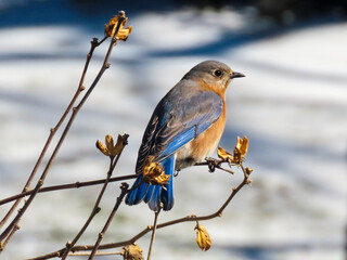 Bluebird female on branch 4x3