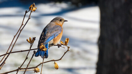 Bluebird female on winter perch 16x9