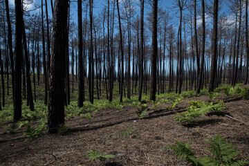 Pine Forest Mata Nacional de Leiria, Portugal