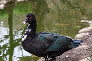 pato posando