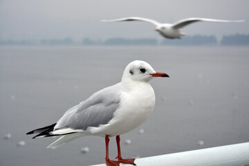 Fototapeta premium a larus ridibundus stand on the handrail in cloudy day