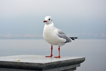 A cute white larus ridibundus show its shape standing on the platform in cloudy day