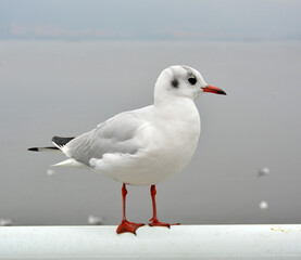 A white larus ridibundus see beyond standing on the handrail in cloudy day