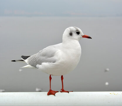 A White Larus Ridibundus See Beyond Standing On The Handrail In Cloudy Day