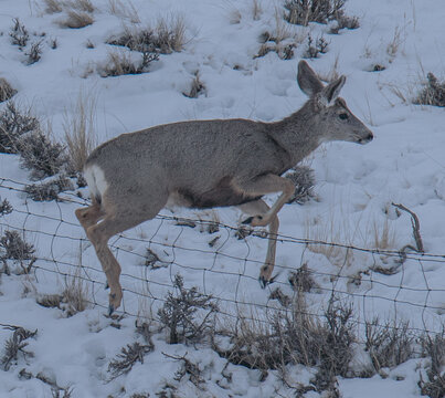 Deer Jumping A Fence In Winter