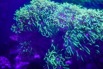 Fototapeta na wymiar Green star polyps in saltwater aquarium
