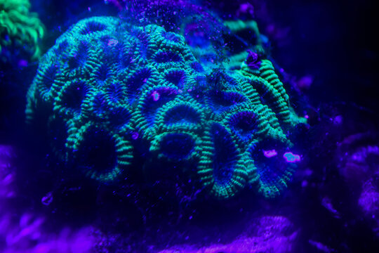 Green favia brain coral