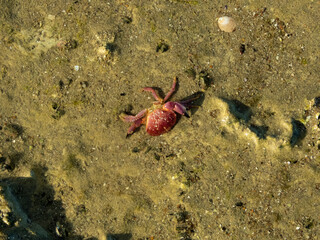 Cangrejo en la costa