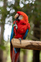 colorful Scarlet Macaw parrot