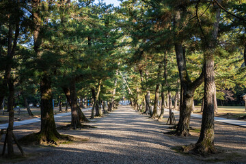 出雲大社松の参道　島根県出雲市